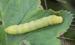 Lacanobia contigua