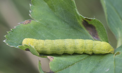 Lacanobia contigua