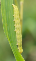 Lacanobia contigua