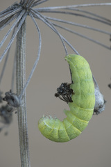 Lacanobia contigua