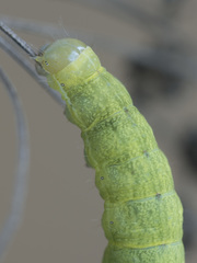 Lacanobia contigua
