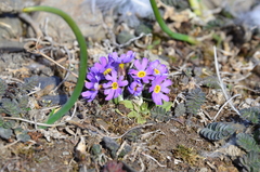 Primula borealis