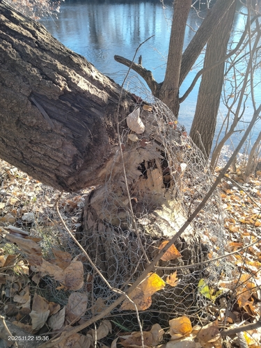 American Beaver photographed in Idaho