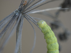 Lacanobia contigua
