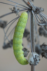Lacanobia contigua