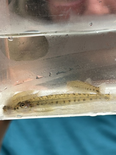 Southern sand darter (Ammocrypta meridiana) — Percidae — 5