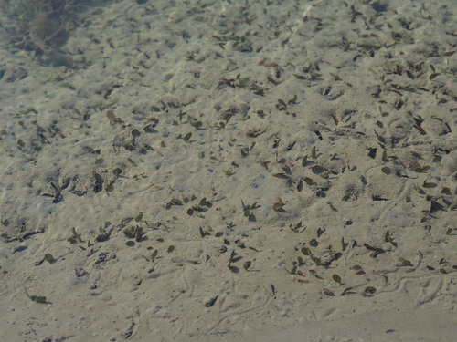 Seagrass (Halophila ovalis)