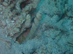 Amblyeleotris guttata