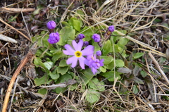 Primula borealis