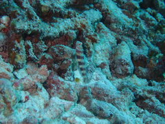 Amblyeleotris wheeleri