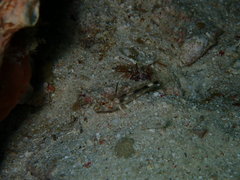 Fusigobius inframaculatus