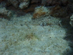 Fusigobius neophytus