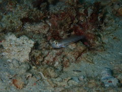 Gnatholepis cauerensis