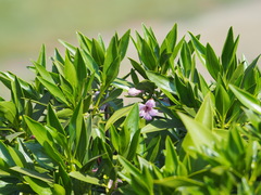Myoporum bontioides