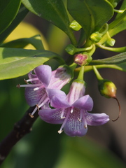 Myoporum bontioides