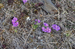 Primula borealis