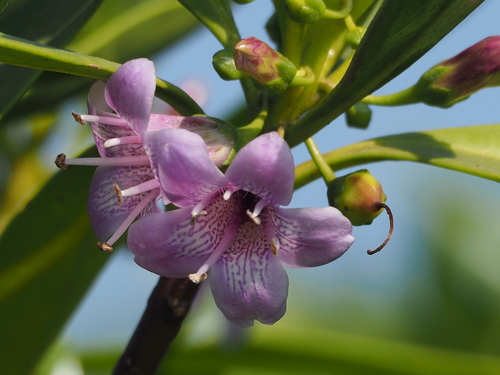 Myoporum bontioides (Siebold & Zucc.) A.Gray