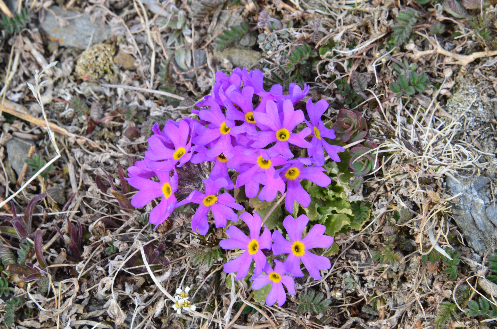 Primula borealis
