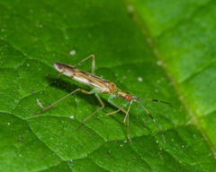 Dicyphus famelicus