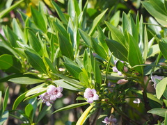 Myoporum bontioides