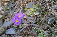Primula borealis