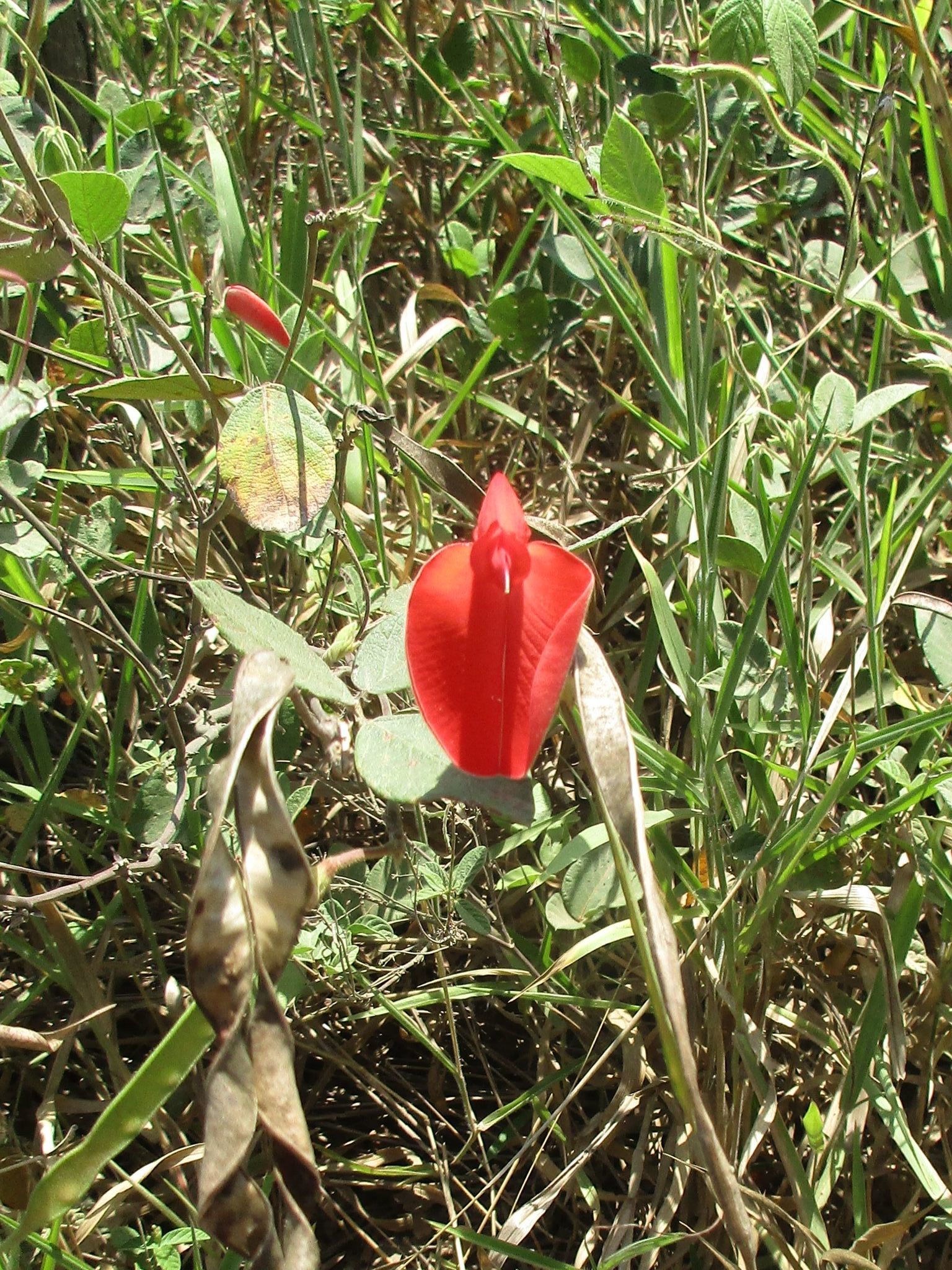 Periandra coccinea