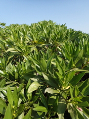 Myoporum bontioides