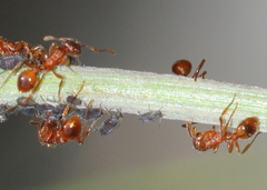 Myrmica ruginodis