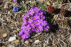 Primula borealis