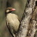 Greater Honeyguide - Photo (c) Phil White, some rights reserved (CC BY-NC), uploaded by Phil White