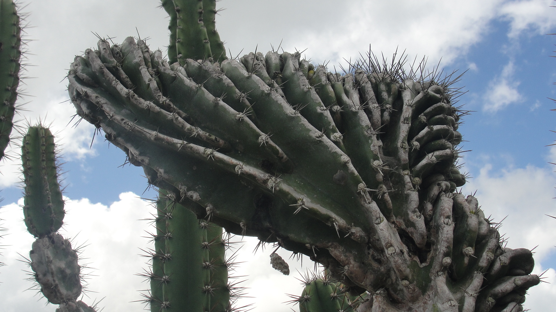 Cereus jamacaru
