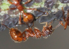 Myrmica ruginodis