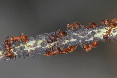 Myrmica ruginodis