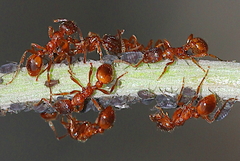 Myrmica ruginodis