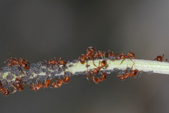 Myrmica ruginodis