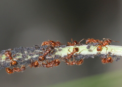Myrmica ruginodis