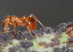 Myrmica ruginodis