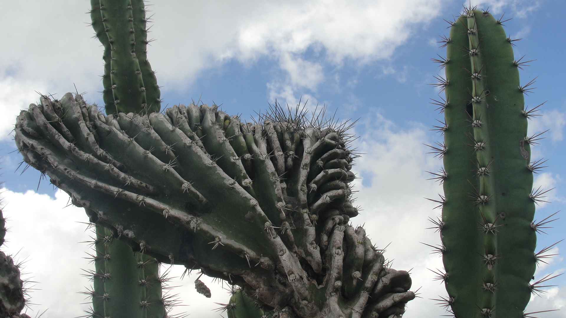 Cereus jamacaru