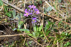 Primula borealis