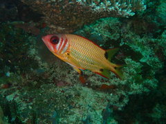 Sargocentron melanospilos