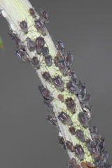Aphis fabae cirsiiacanthoidis