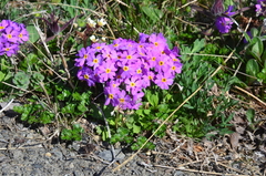 Primula borealis
