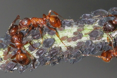 Aphis fabae cirsiiacanthoidis