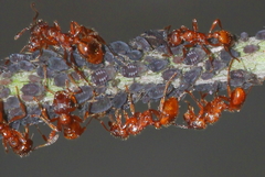 Aphis fabae cirsiiacanthoidis