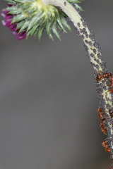 Aphis fabae cirsiiacanthoidis