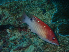 Bodianus dictynna