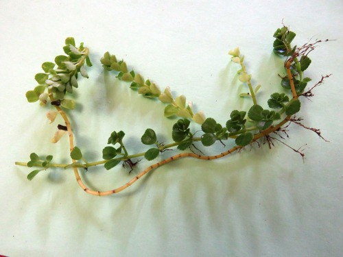 Lavender Scallops (Kalanchoe fedtschenkoi)