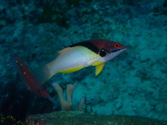 Bodianus mesothorax