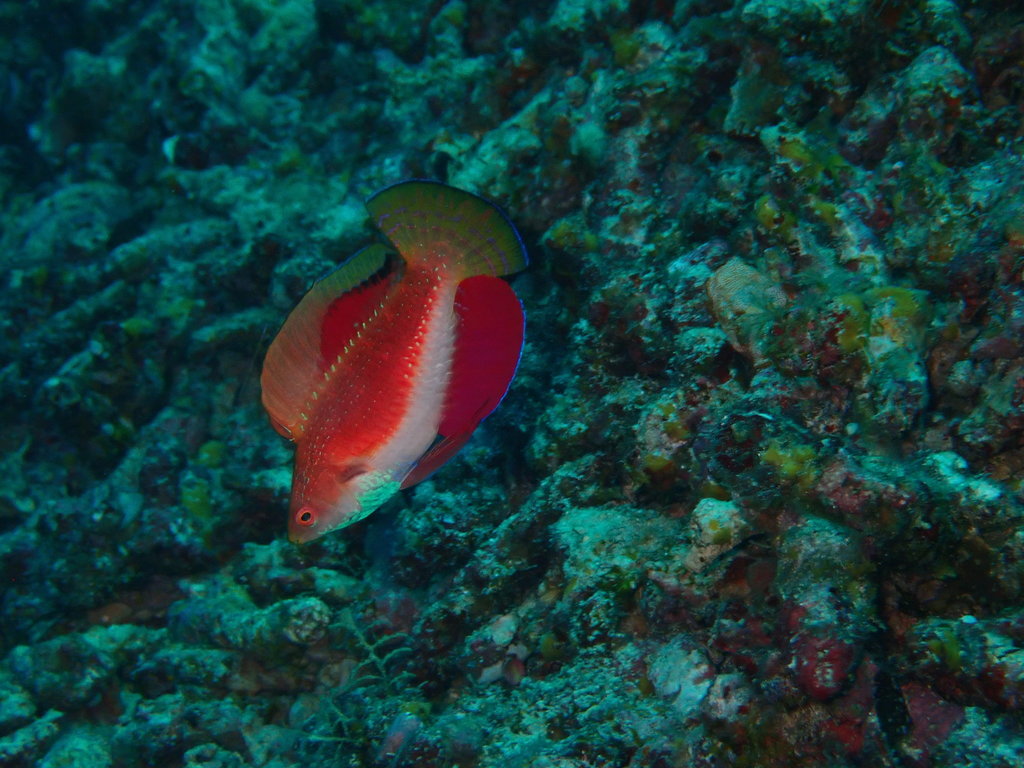 Blue-Throated Fairy-Wrasse