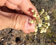 Pelargonium luteolum